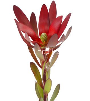 Сафари Леукадендрон Leucadendron