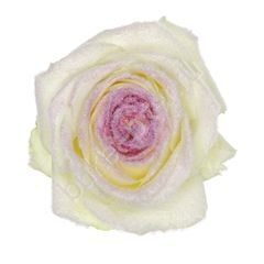 Роза Avalanche snowy mountain purple roses